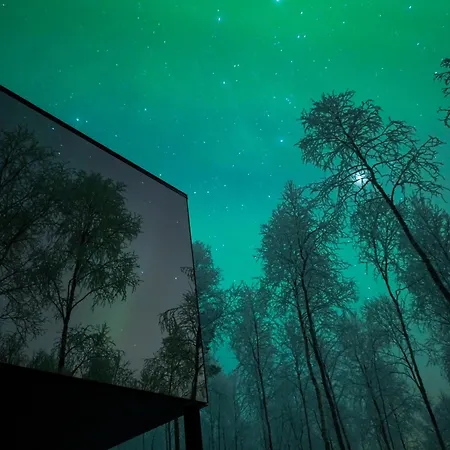 Silver Birch Lapland *