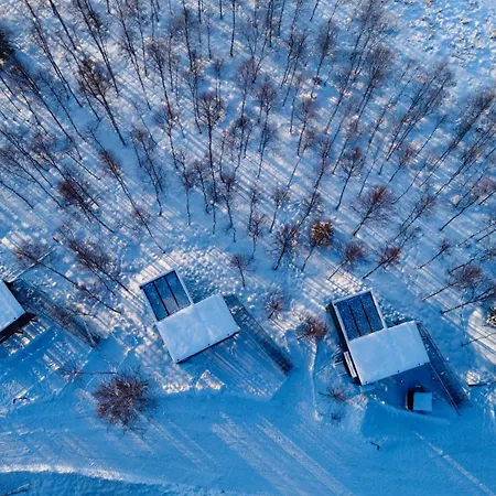 Silver Birch Lapland *