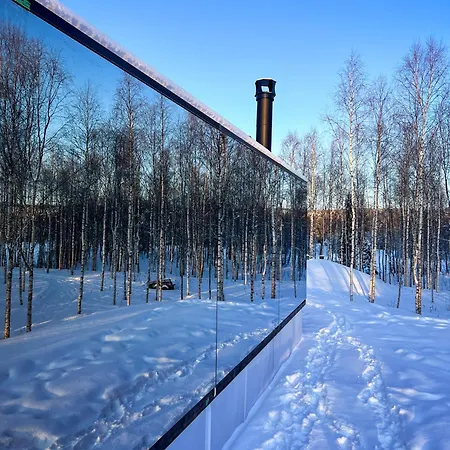 Silver Birch Lapland