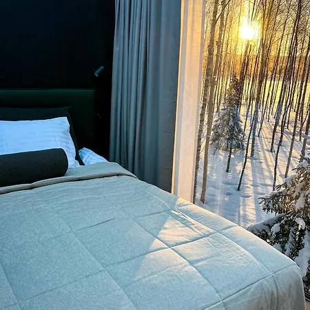 Silver Birch Lapland *