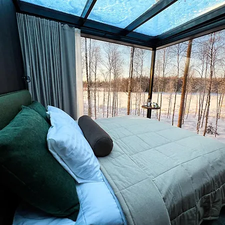 Silver Birch Lapland *