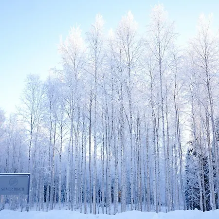 Silver Birch Lapland
