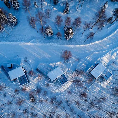 Silver Birch Lapland