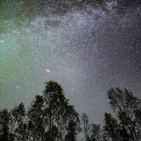 Silver Birch Lapland *