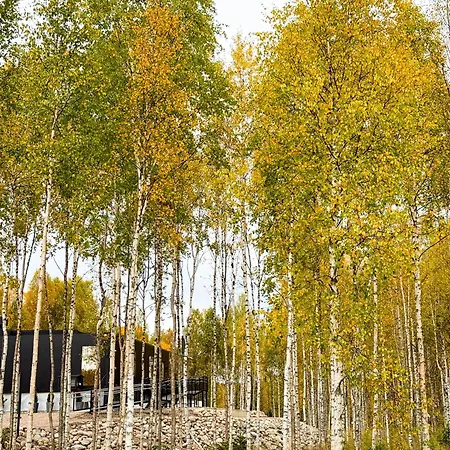 Silver Birch Lapland * 罗瓦涅米