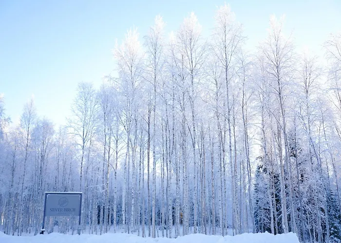 Silver Birch Lapland