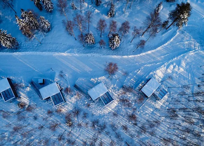 Silver Birch Lapland